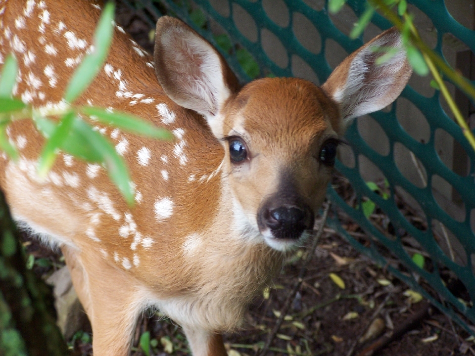 Fotobabble - Madison-Deer